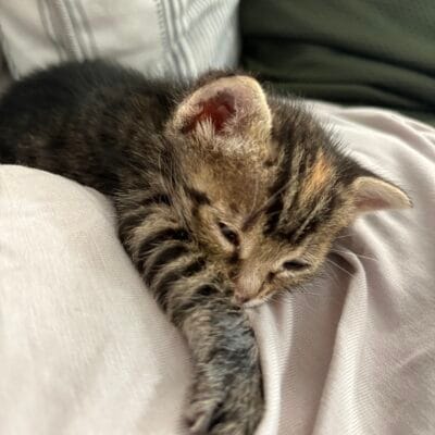 Yavru kedi uyuyor, sokak hayvanları, sevimli küçük kedi, kedilerin bakımı, hayvan koruma, sokak hayvanları portalı, kedi fotoğrafı, sokakta yaşayan kediler, hayvan severler, kedili yaşam, sokak hayvanlarına yardım kategorisi.