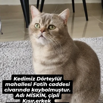 Kayıp kedi duryul mahallesi fatih caddesi çevresinde kayboldu, miskin çiftli kısır erkek 2 yaşında yaklaşık 4 kg, para ödülü verilecektir, iletişim: 05515553505.