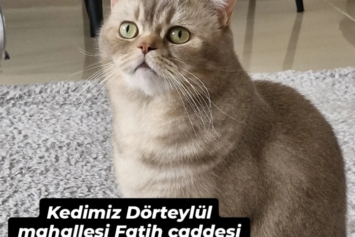 Kayıp kedi duryul mahallesi fatih caddesi çevresinde kayboldu, miskin çiftli kısır erkek 2 yaşında yaklaşık 4 kg, para ödülü verilecektir, iletişim: 05515553505.