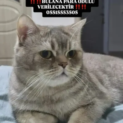 Kedi kayıp ilanı, sokak hayvanları portalı, kedilere yardım ve sahiplenme, Sivas'ta kaybolan kedi, sahipsiz hayvanlar, kedi bulma ve kayıp ilanları, sokak hayvanlarına yardımcı olun, Kedi ilanı ve yardım çağrısı, Sivas'ta kayıp kedi arayanlar, sokak hayvanlarını koruma ve sahiplendirme.