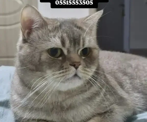 Kedi kayıp ilanı, sokak hayvanları portalı, kedilere yardım ve sahiplenme, Sivas'ta kaybolan kedi, sahipsiz hayvanlar, kedi bulma ve kayıp ilanları, sokak hayvanlarına yardımcı olun, Kedi ilanı ve yardım çağrısı, Sivas'ta kayıp kedi arayanlar, sokak hayvanlarını koruma ve sahiplendirme.