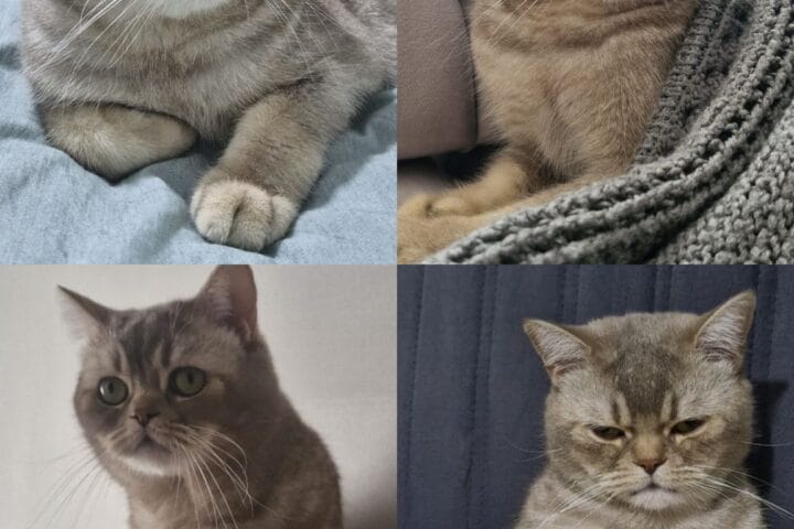 Bakımlı sokak kedisi ve köpekleri, evcil hayvan sevgiyle bakımı, sokak hayvanları ilanları, hayvan kurtarma ve sahiplendirme, hayvan dostları ve bağış destekleri.