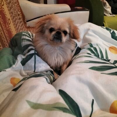 Küçük köpek videoları, sokak hayvanları kurtarma ve sahiplendirme, pet bakım rehberi, hayvanseverler için bilgilendirici içerik, sokak hayvanları fotoğrafları ve videoları.