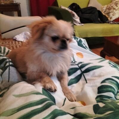 Yavru köpek, ev ortamında oturma odasında yatan, sevgiyle bakılan sokak hayvanları portalı, hayvan koruma ve sahiplendirme temasıyla uygun.