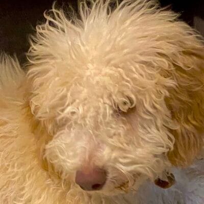 Yabancı köpek, sokak hayvanları, tüyleri kıvırcık, pet, hayvan koruma, kedi köpek, sokak hayvanı, sevimli köpek, evcil hayvan, kırlık köpek.