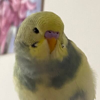 Yavrulu muhabbet kuşu, evcil hayvanlar, özellikle kuş sevenler ve sokak hayvanları portalı için uygun, sevimli ve bakım gerektiren küçük kuş fotoğrafı.