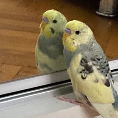 Canlı, sevimli yaban kuşları, evcil gagalı hayvanlar, koruma ve bakım için uygun, sokak hayvanları portalı için önemli görüntü.