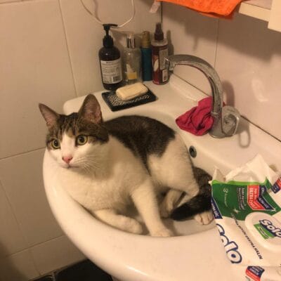 Kedili temizlik alanında sevimli ve bakımlı evcil kedi, lavabo içinde dinleniyor, çevresinde temizlik ürünleri ve hijyen malzemeleriyle sokak hayvanları portalına uygun.