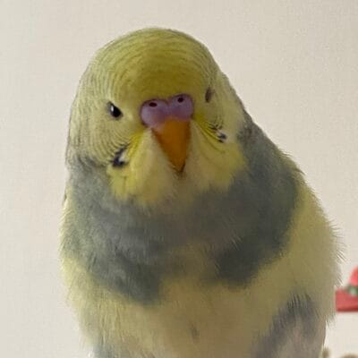 Yarışık titrek muhabbet kuşu, evcil hayvan, sevimli ve renkli kuş, sokak hayvanları portalı, hayvan bakımı, kuş severler için ideal, doğa ve hayvan sevgisi, aile dostu evcil hayvan, doğal yaşam, kuş gözlemi.