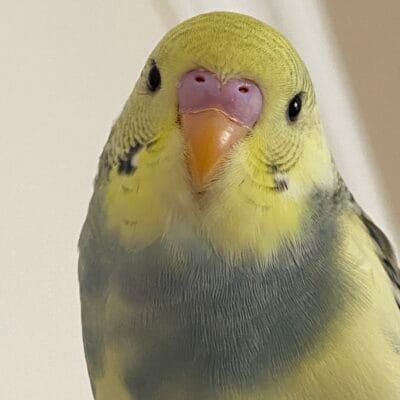 Kanaryanın yakın çekim portresi, sokak hayvanları portalı için uygun, sevimli ve doğal, evcil kuş, doğa ve hayvan sevgisi temalı görsel.