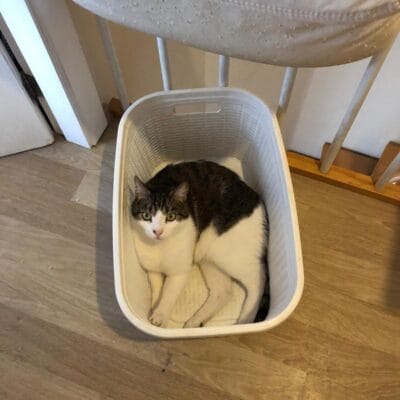 Kedi, kutuda yatan evcil hayvan, sokak hayvanları portalı, kedi bakımı, kedi yaşamı, hayvan sevgi, pet, evcil dost, sokak hayvanlarına yardım, hayvan kurtarma, kedisever, kedi fotoğrafı.