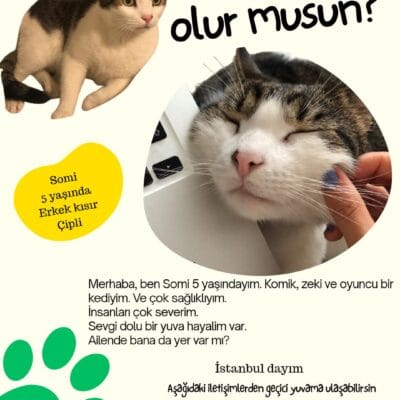 Sokak hayvanları portali, sokak hayvanları sahiplenmek ve yardım etmek isteyenler için yerel ve ulaşılabilir kaynaklar içerir.