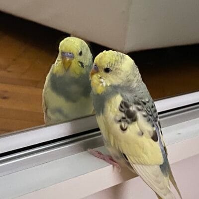 Minik kuşlar, evdeki aynaya bakarken kendilerini görüyor, sokak hayvanları portalı, hayvanseverler ve kuşlar için sevgiyle bakış.