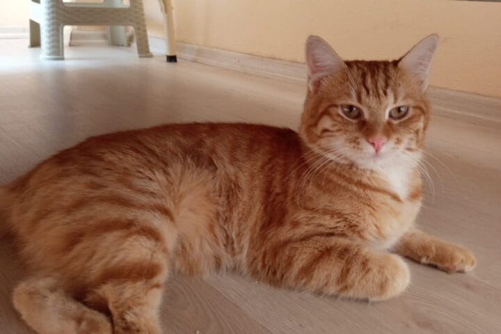 Yavru kedi, sokak hayvanları portalı, kedi bakımı, hayvan severler, sokak hayvanları koruma, kıyıkuyruk, kediler, evcil hayvan, sokakta bulunan kediler, hayvan kurtarma, sokak kedisi, sevimli kedi, kedilerin yaşam alanları.