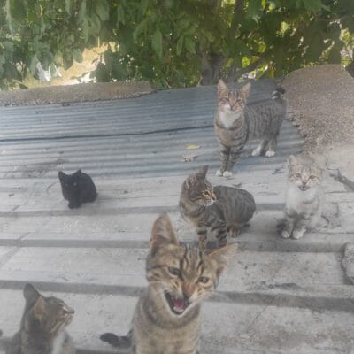 Sokak hayvanları ile ilgilenen ve onların yaşam haklarını savunan Kırık Kuyruk Portalı, sokak kedisi ve köpekleri ile ilgili ücretsiz yardım ve sahiplendirme hizmetleri sunar.