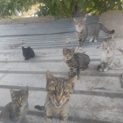 Sokak kedileri ve muhabbet kuşları, doğa ortamında yaşarken şehir yaşamına uyum sağlamış sevimli sokak hayvanları, hayvan severler ve koruma vakfı çalışmalarına önemli destek sağlar.