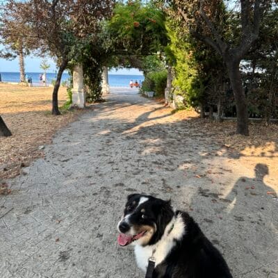 Köpek yürüyüş parkında sahil manzarası ile doğa ortamı, sokak hayvanları, sevgi ve ilgiyi gösteren köpek, açık hava aktivitesi, hayvan dostu park, kuşbakışı, köpek pet park, doğayla iç içe yaşam.