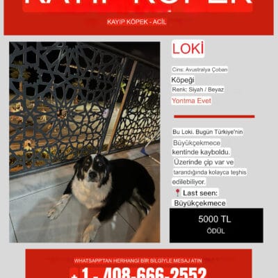 Kayıp köpek LOKİ, Türkiye Büyükçekmece'de kaybolmuş ve üzerinde çıplak tüyleriyle tanınan, acil yardım bekleyen kısa siyah ve beyaz tüylerle kaplı köpek.