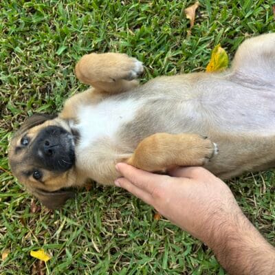 Sevimli köpek yavruğu yatarak göbek deliğini ve yumuşak kürkünü gösteriyor, yeşil çim üzerinde, evcil ve sokak hayvanları ruhunu temsil eden bir sahne.