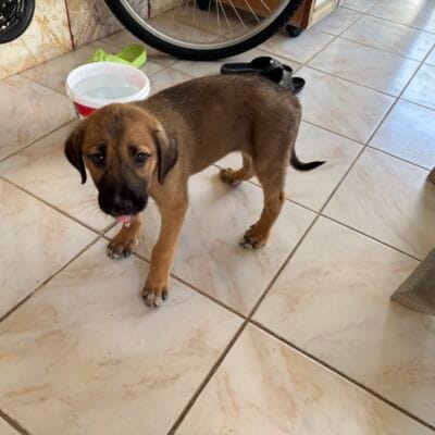 Yavru köpek, ev içi ortamda serbest dolaşıyor, şirin ve sevimli, sağlıklı ve enerjik, karşınızda sadık bir dost.