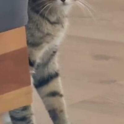 Sevimli sokak kedisi, merakla etrafa bakarken doğal yaşam alanında bulunuyor, sokak hayvanları portalı için ideal görsel.