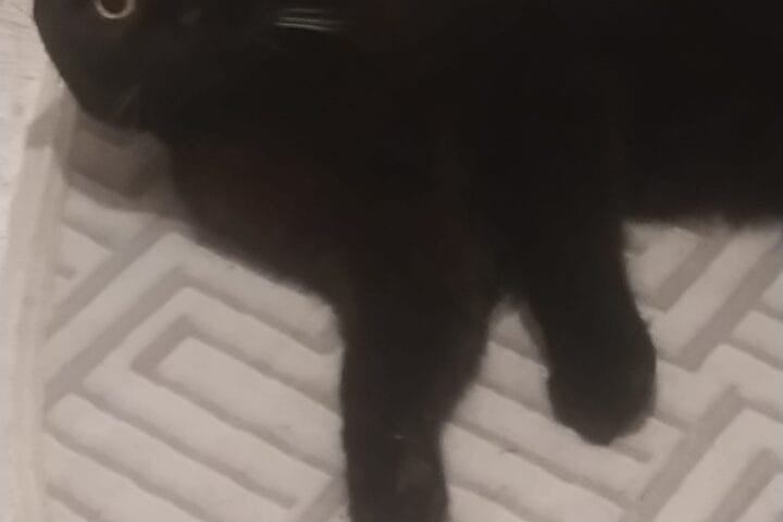 Sevimli siyah kedi yatarken gösteren sokak hayvanları portalı destekli fotoğraf, sokak hayvanları ve kedi koruma konularında SEO uyumlu içerik.