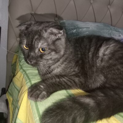 Kedi buldum – Küçükçekmece