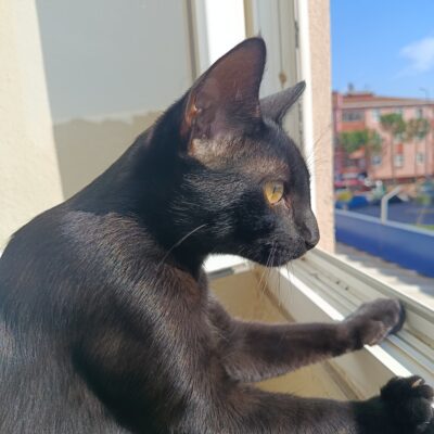 Gökçe pencereden bakan siyah kedi, güneş ışığında parlak tüyleriyle şık ve sevimli bir kedi portresi.