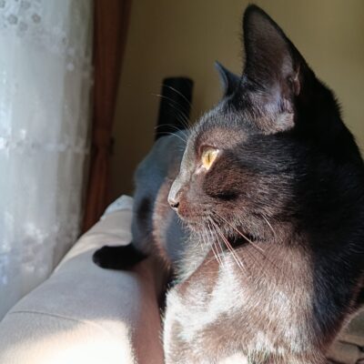 Sevimli siyah kedi, pencere kenarında güneş ışığında oturuyor, doğal ortamda rahat ve huzurlu görüntü, evcil hayvan, kediler, dikkat çekici kedi fotoğrafı.