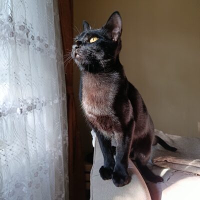 Yavru siyah kedi ışık alan pencerenin önünde doğrudan güneş ışığıyla aydınlatılmış, dikkatlice bakarken gösterilen evcil kedi fotoğrafı.