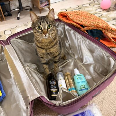 Yolculuk için hazırlanmış valizde, meraklı bir sokak kedisi, çeşitli bakım ürünleriyle birlikte duruyor, ev ortamında seyahat ve bakım konularını vurgulayan görsel.