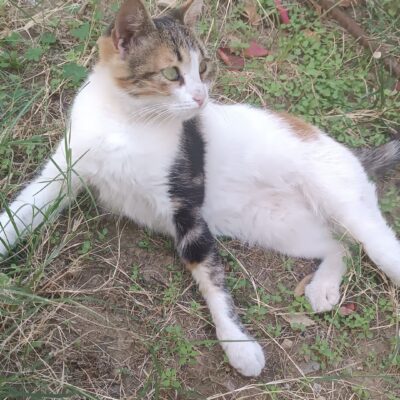 Yabani doğada uyuyan sevimli sokak kedisi, temiz ve sağlıklı görünüşlü, doğal ortamda çevreyle iç içe, sokak kedisi yaşamı, kedi bakımı ve hayvan sevgisi temalı fotoğraf.