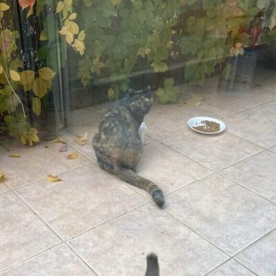 Evcil kediler, dış mekanda yiyecek ararken, bahçe veya veranda gibi alanlarda otururken, doğal ortamda beslenme ve oyun aktiviteleri yaparken.