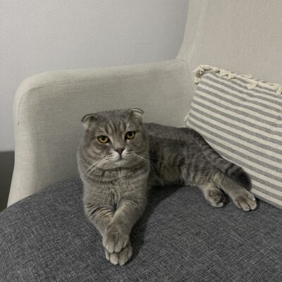 Düzenli evcil kedilik ve tasarımı, gri kürklü kedinin yakın çekim görüntüsü, kedinin rahat oturduğu modern oturma odası.