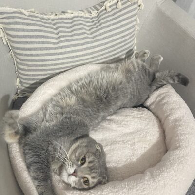 Yavru kedi yumuşak ve rahat yuvasında uzanırken, ev ortamında huzurlu ve konforlu bir şekilde dinleniyor. Sevimli ve oyuncu yavru kedi, evcil hayvanlar ve kediseverler için mükemmel bir fotoğraf.