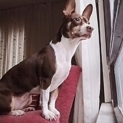 Sevimli köpek, pencereye bakarken, evcil hayvan sadakatini ve sevimliliğini yansıtarak doğal ve samimi görüntüsüyle dikkat çekiyor.