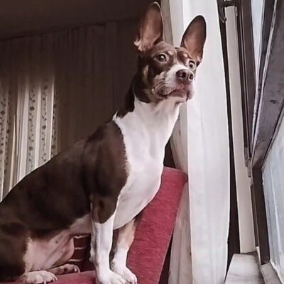 Sevimli Bulldog köpek evde pencere kenarında otururken doğal ışıkta, şık ve rahat ev ortamında.