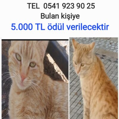 Yavru kedi kayıp ilanı, turuncu kediyi bulmak için telefon numarası ve ödül bilgisi içeren görsel.