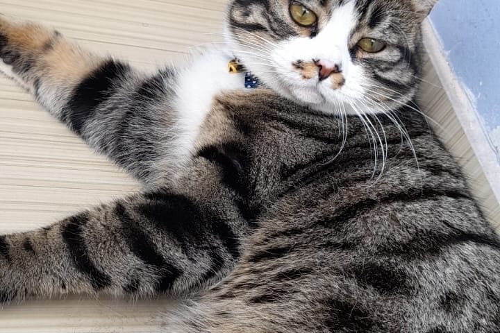 1. Kedi yatarken keyifli anlar, sevimli ve sağlıklı evcil kedi resmi, Türkiye'de kedi bakım ve sevgi dolu anlar, kediseverler için ideal görsel.