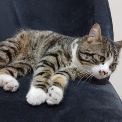 Sevimli sokak kedisi, evcil kedi, karatahta, doğal görünüm, sakin ve tatlı kedi portresi, ev ortamında rahatlamış kedi, kediler için uygun barınak ve bakım, Türkiye'de kedi kurtarma ve sahiplendirme.