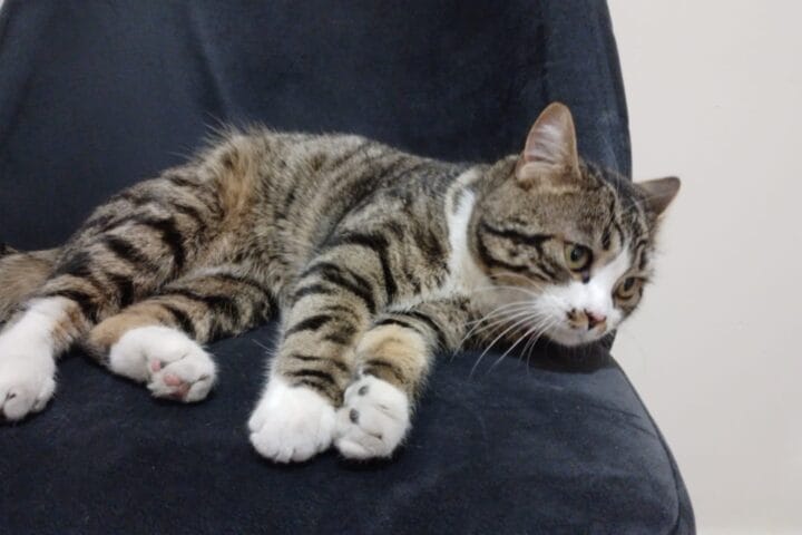 Sevimli sokak kedisi, evcil kedi, karatahta, doğal görünüm, sakin ve tatlı kedi portresi, ev ortamında rahatlamış kedi, kediler için uygun barınak ve bakım, Türkiye'de kedi kurtarma ve sahiplendirme.