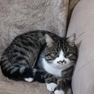 Sevimli sokak kedisi, sağlıklı ve bakımlı, rahat bir uyku pozisyonunda, doğal yaşam ortamında. Kedi sevgisi ve bakımı için ideal, güçlü ve sağlıklı tüyleriyle dikkat çekiyor.