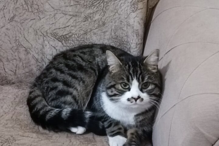 Sevimli sokak kedisi, sağlıklı ve bakımlı, rahat bir uyku pozisyonunda, doğal yaşam ortamında. Kedi sevgisi ve bakımı için ideal, güçlü ve sağlıklı tüyleriyle dikkat çekiyor.