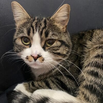 İki saf bakımlı sokak kedisi, sevimli ve sağlıklı, doğal ortamda, Türkiye'de kedi bakım ve besleme hizmetleri ile uygun fiyatlı kedi tüy bakımı ve sevgiyle yetiştirilen sokak kedisi bakımı.