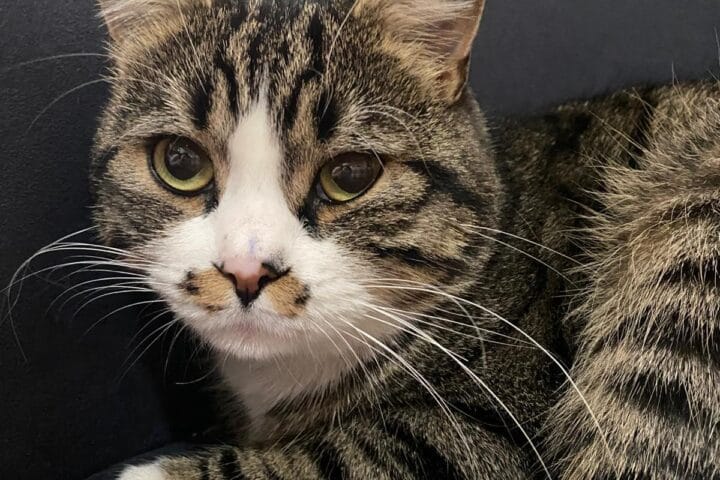 İki saf bakımlı sokak kedisi, sevimli ve sağlıklı, doğal ortamda, Türkiye'de kedi bakım ve besleme hizmetleri ile uygun fiyatlı kedi tüy bakımı ve sevgiyle yetiştirilen sokak kedisi bakımı.