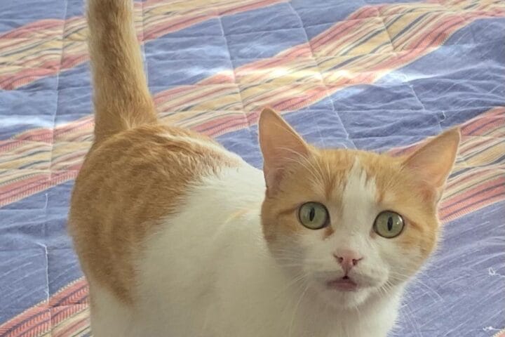 Sevimli kedinin odada yatarken poz veren resmi, turuncu-beyaz kedinin canlı gözleri ve kuyruk detaylarıyla evcil hayvan fotoğrafı. Kedi, ev ortamında rahat ve mutlu görünüyor, doğal yaşam ve hayvan sevgisi odaklı SEO anahtar kelimeleriyle optimize edilmiştir.