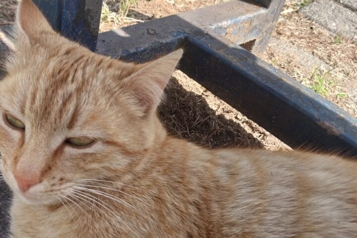 Vahşi kediler ve hayvan bakımı, sokak kedisi, kedi bakım ve koruma, doğal yaşam alanında kediler, sokak hayvanları, kedi sağlığı, kedi sevgiyle bakımı, kedi kurtarma ve sahiplendirme.