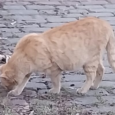 Tavuk tüyleriyle kaplı, bahçede dolaşan turuncu kedinin detaylı fotoğrafı. Kedi, doğal ortamında avını araştırırken, temiz ve sağlıklı tüyleriyle dikkat çekiyor. Doğa ile uyum içinde, çevresel detaylar ve taşlı zemin üzerinde hareket halinde görülen bu sevimli kedi, evcil hayvan severler ve doğal yaşam fotoğrafı arayanlar için ideal. Kedi fotoğrafları, sevgi ve doğa temalarını yansıtarak ziyaretçilerin ilgisini çeker ve SEO'yu güçlendirir.