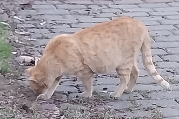 Tavuk tüyleriyle kaplı, bahçede dolaşan turuncu kedinin detaylı fotoğrafı. Kedi, doğal ortamında avını araştırırken, temiz ve sağlıklı tüyleriyle dikkat çekiyor. Doğa ile uyum içinde, çevresel detaylar ve taşlı zemin üzerinde hareket halinde görülen bu sevimli kedi, evcil hayvan severler ve doğal yaşam fotoğrafı arayanlar için ideal. Kedi fotoğrafları, sevgi ve doğa temalarını yansıtarak ziyaretçilerin ilgisini çeker ve SEO'yu güçlendirir.