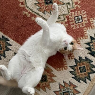 CANLI Kedi yatarken oyun oynuyor, evcil hayvan sevgisi ve doğal yaşam, sevimli ve rahatlatıcı kedi fotoğrafı, evde kedinin eğlenceli anları, evcil hayvan bakım ve mutluluk teması, kaliteli kedi fotoğrafı, ev ortamında kedilerin sevinçli hali, Pet lovers için ideal.